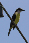 Great Kiskadee (Pitangus sulphuratus)