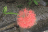 Blood Lily (Scadoxus multiflorus)