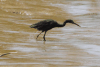 Little Blue Heron (Egretta caerulea)