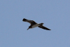 Willet (Tringa semipalmata)