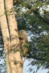 Olive Baboon (Papio anubis)