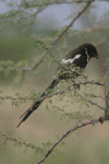 Magpie Shrike (Urolestes melanoleucus)