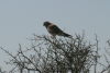 Lesser Kestrel (Falco naumanni)