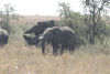 African Bush Elephants