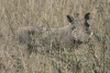 Eastern Warthog (Phacochoerus africanus massaicus)