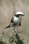 Northern White-crowned Shrike (Eurocephalus ruppelli)