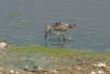 Little Stint (Calidris minuta)