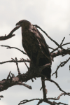 Tawny Eagle (Aquila rapax)