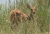 Young Male Bohor Reedbuck