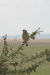 Lesser Kestrel (Falco naumanni)