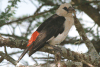 White-headed Buffalo Weaver (Dinemellia dinemelli)