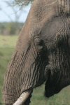 Close-up Elephant