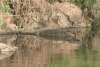 East African Crocodile (Crocodylus niloticus africanus)