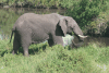 Feeding Elephant