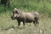 Eastern Warthog (Phacochoerus africanus massaicus)