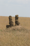 Termite Mounds