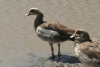 Egyptian Goose (Alopochen aegyptiaca)