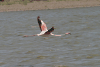 Greater Flamingo Flight