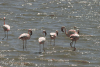 Lesser Flamingo (Phoeniconaias minor)