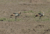 East African Crowned Crane (Balearica regulorum gibbericeps)