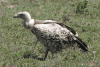 Rüppell's Griffon Vulture (Gyps rueppelli)