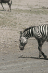 Grant's Zebra (Equus quagga boehmi)