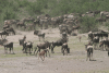 Western White-bearded Wildebeests Babies