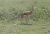 Male Thomson's Gazelle