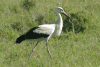 European White Stork (Ciconia ciconia ciconia)