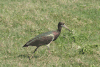 Abdim's Stork (Ciconia abdimii)