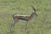 Thomson's Gazelle (Eudorcas thomsonii)