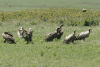 White-backed Vulture (Gyps africanus)