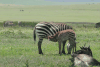 Grant's Zebra (Equus quagga boehmi)