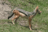 Eastern African Black-backed Jackal (Lupulella mesomelas schmidti)