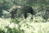 African Bush Elephant (Loxodonta africana)