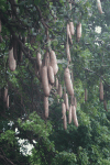 Sausage Tree (Kigelia africana)