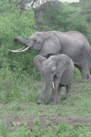 African Bush Elephant (Loxodonta africana)