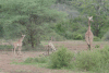 Maasai Giraffe (Giraffa camelopardalis tippelskirchi)