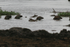 White-faced Whistling Duck (Dendrocygna viduata)