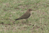 Collared Pratincole (Glareola pratincola)