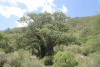 African Baobab (Adansonia digitata)