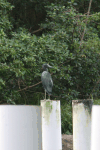 Little Blue Heron (Egretta caerulea)