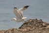 Yellow-legged Gull (Larus michahellis)