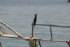 Continental Great Cormorant (Phalacrocorax carbo sinensis)