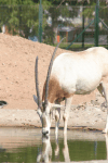 Scimitar-horned Oryx (Oryx dammah)