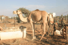 Dromedary (Camelus dromedarius)