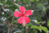 Hibiscus (Hibiscus sp.)