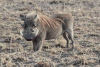 Eastern Warthog (Phacochoerus africanus massaicus)