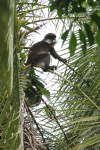 Schmidt's Red-tailed Monkey (Cercopithecus ascanius schmidti)