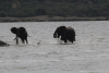 African Bush Elephants Playing